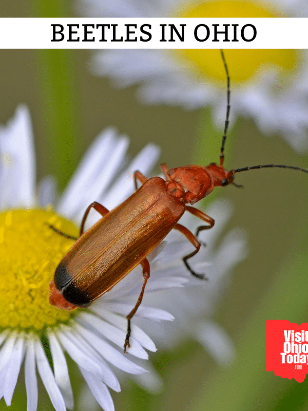 Beetles In Ohio