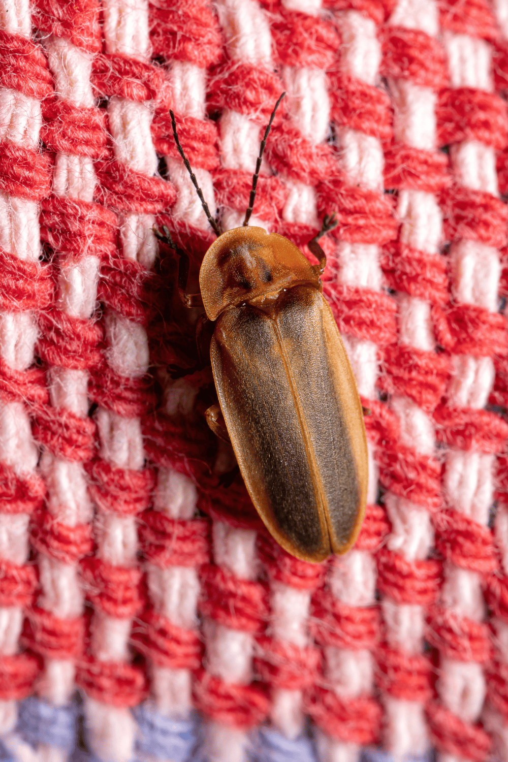 A black and yellow beetle on a red and white blanket