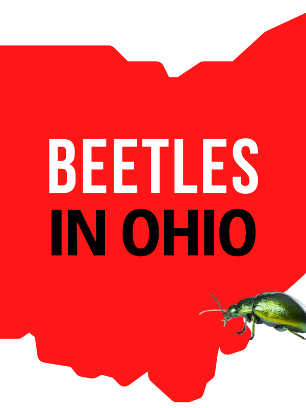 Beetles In Ohio