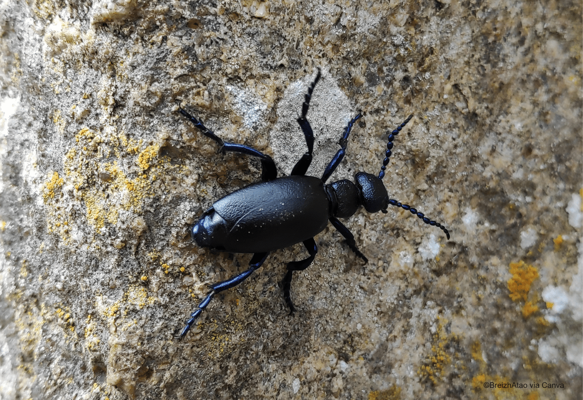 horizontal photo of an American Oil Beetle on a rock surface