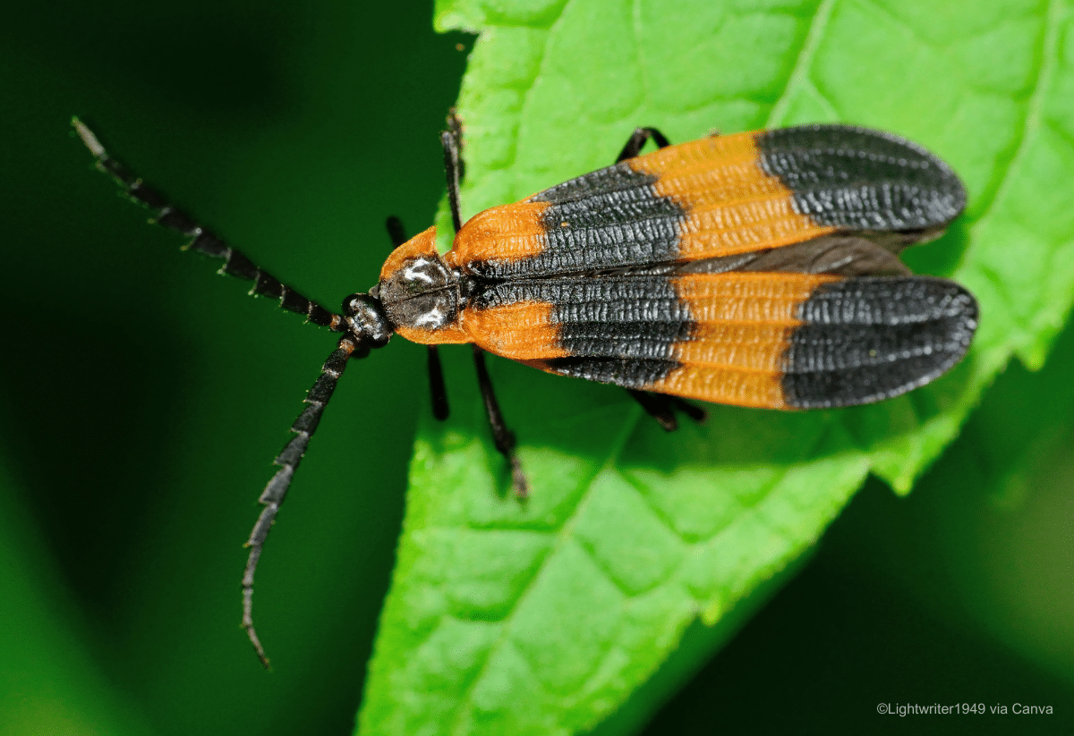 horizontal photo of a banded net-winged beetle resting on a green leaf