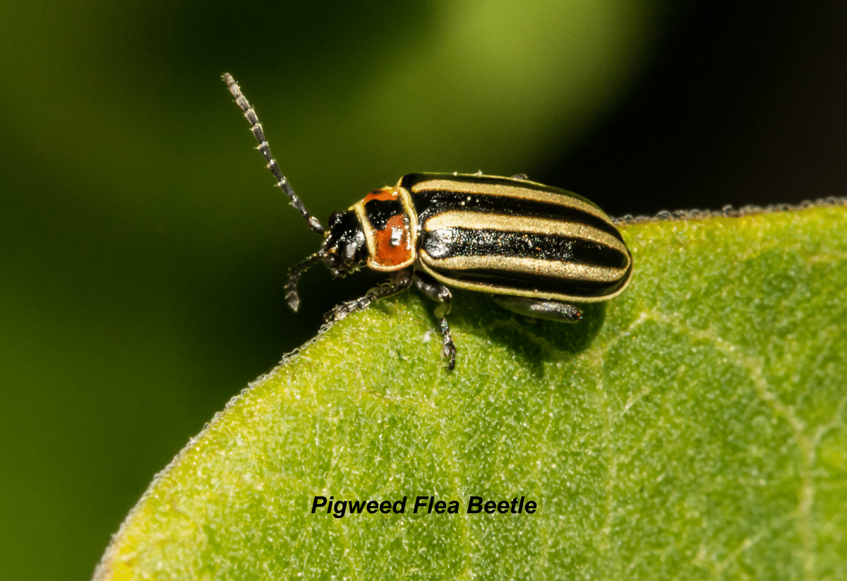 vertical photo of the Pigweed Flea Beetle on a green leaf