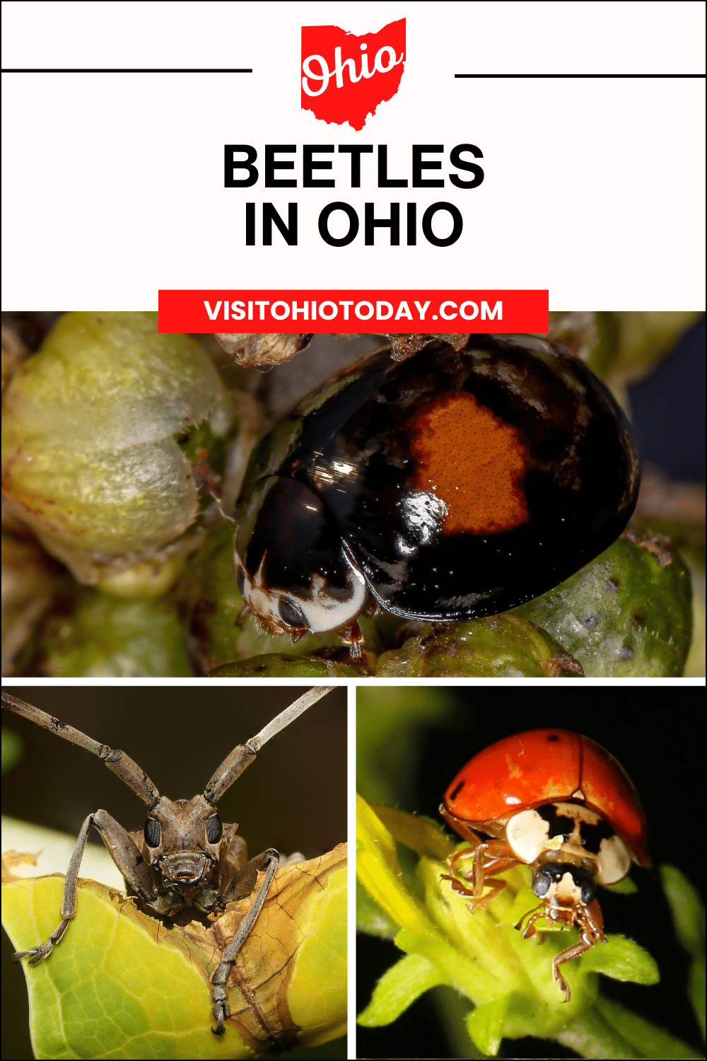 vertical image with three photos of species of beetles that can be found in Ohio. A white area at the top has the text Beetles in Ohio
