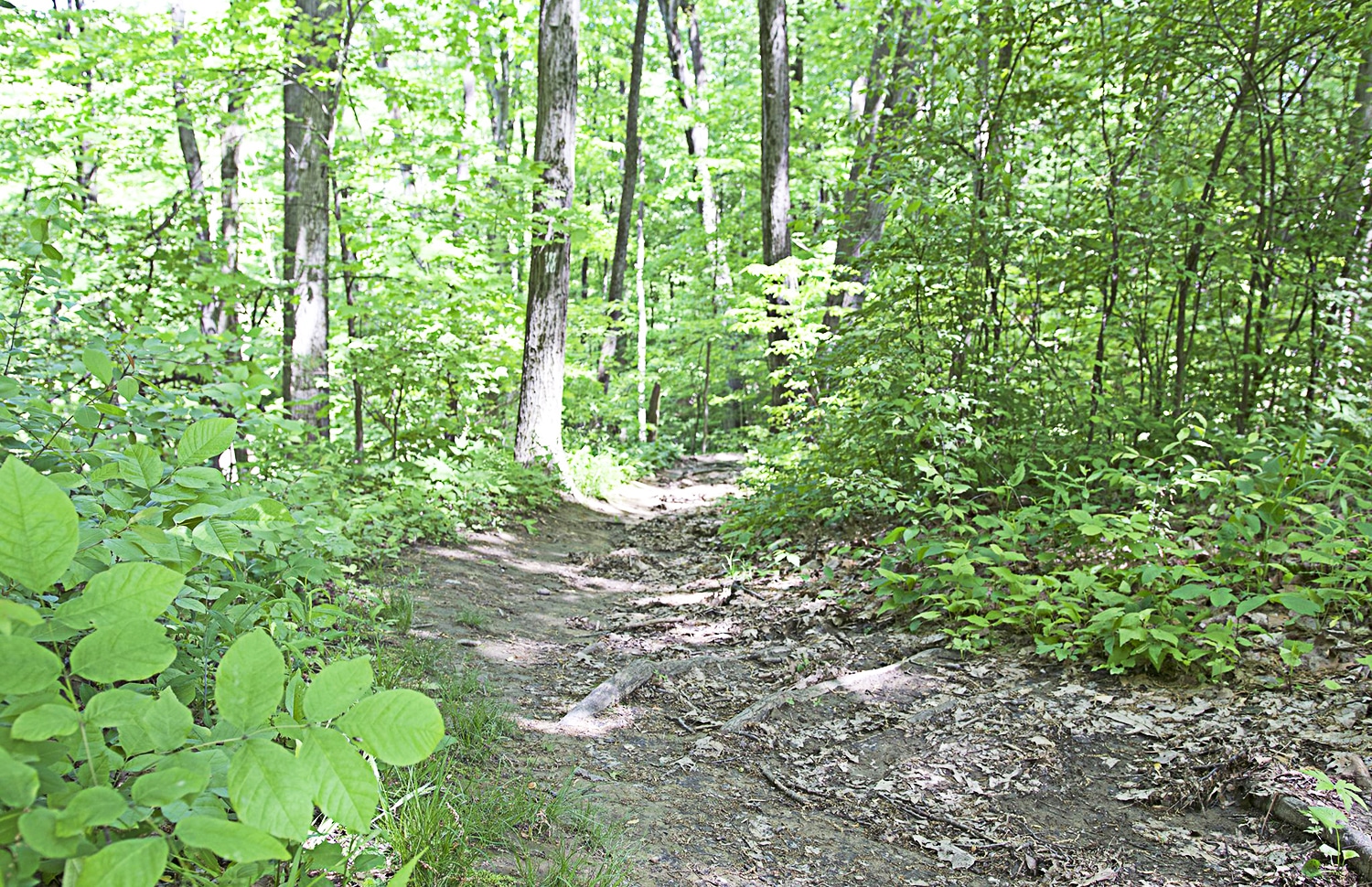 horizontal photo of a trail through a wooded area at Mt Gilead State Park