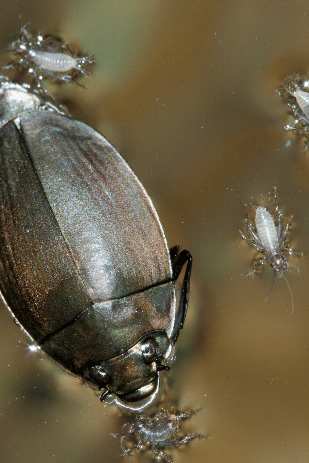A brown Whirligig beetle with 3 of its babies