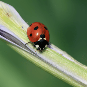 Close up of a red ladybug with black spots sat on a green leaf
