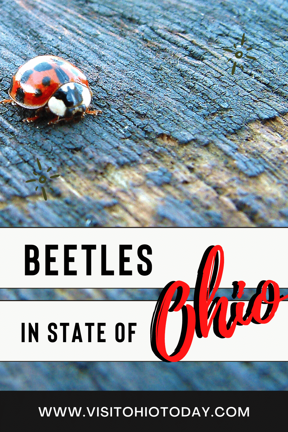 A red ladybug with black spots on a wooden plank. Text overlay says beetles in state of Ohio