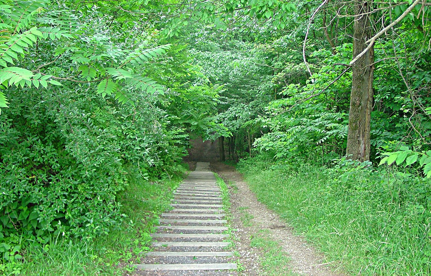 horizontal photo of a trail at Dillon State Park