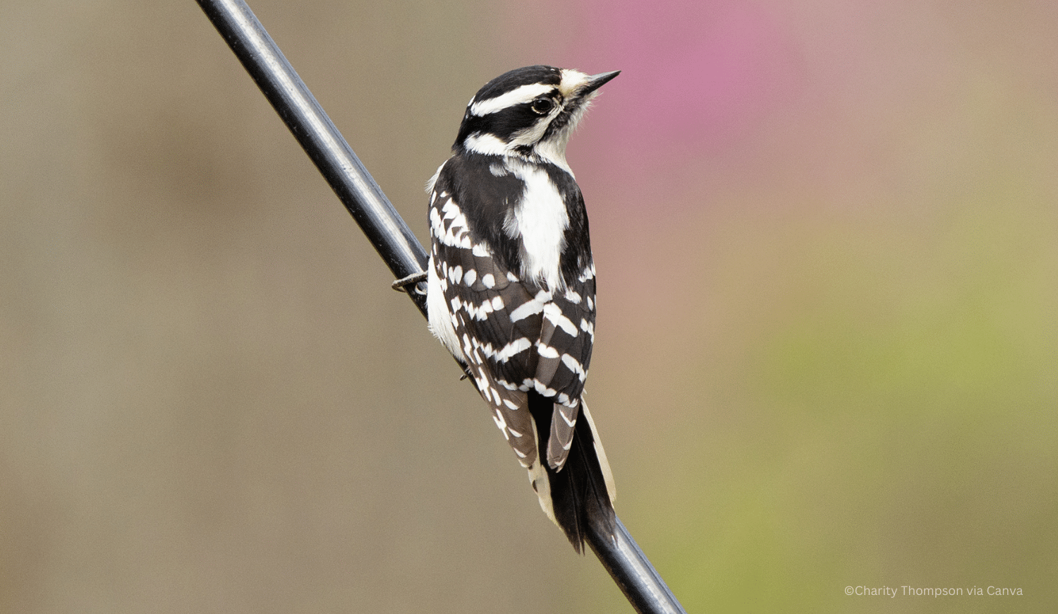 horizontal photo of a black and white downy woodpecker on a perch