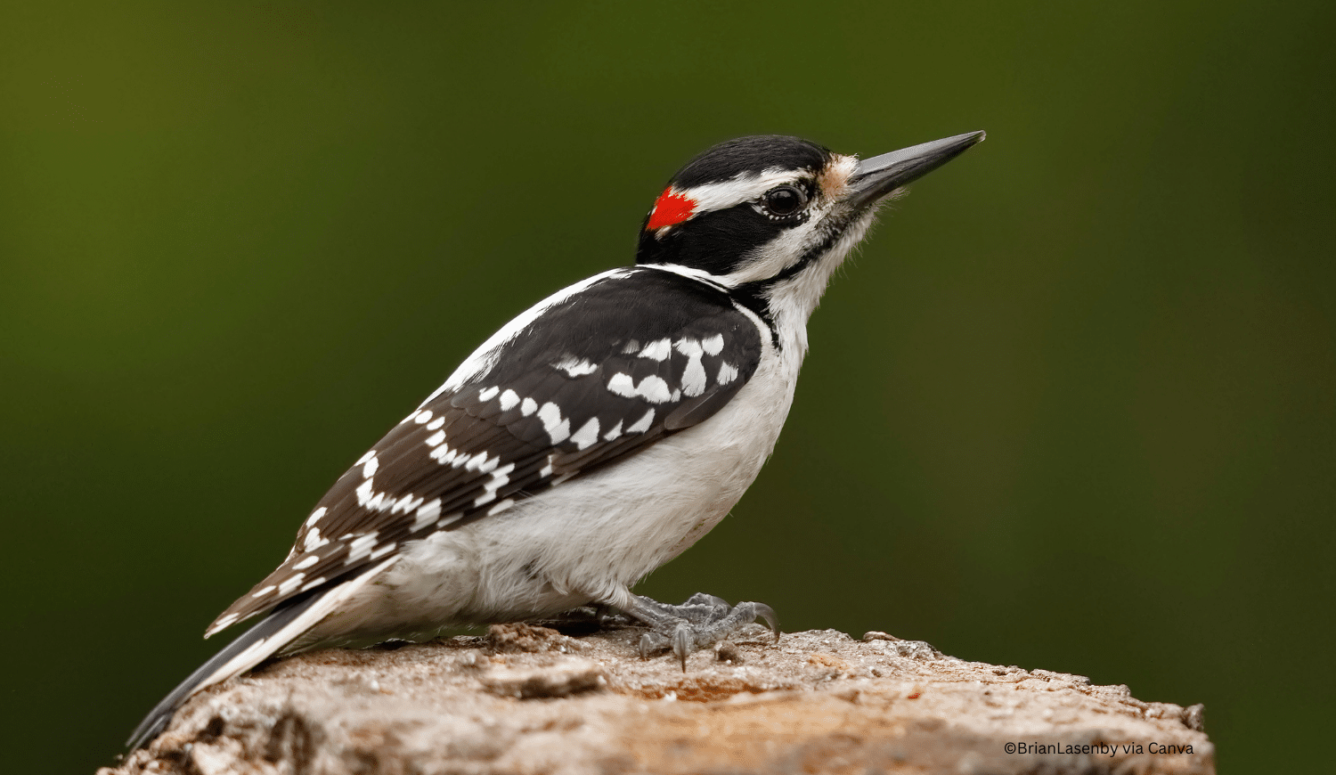 horizontal photo of a male hairy woodpecker perched on a tree stump