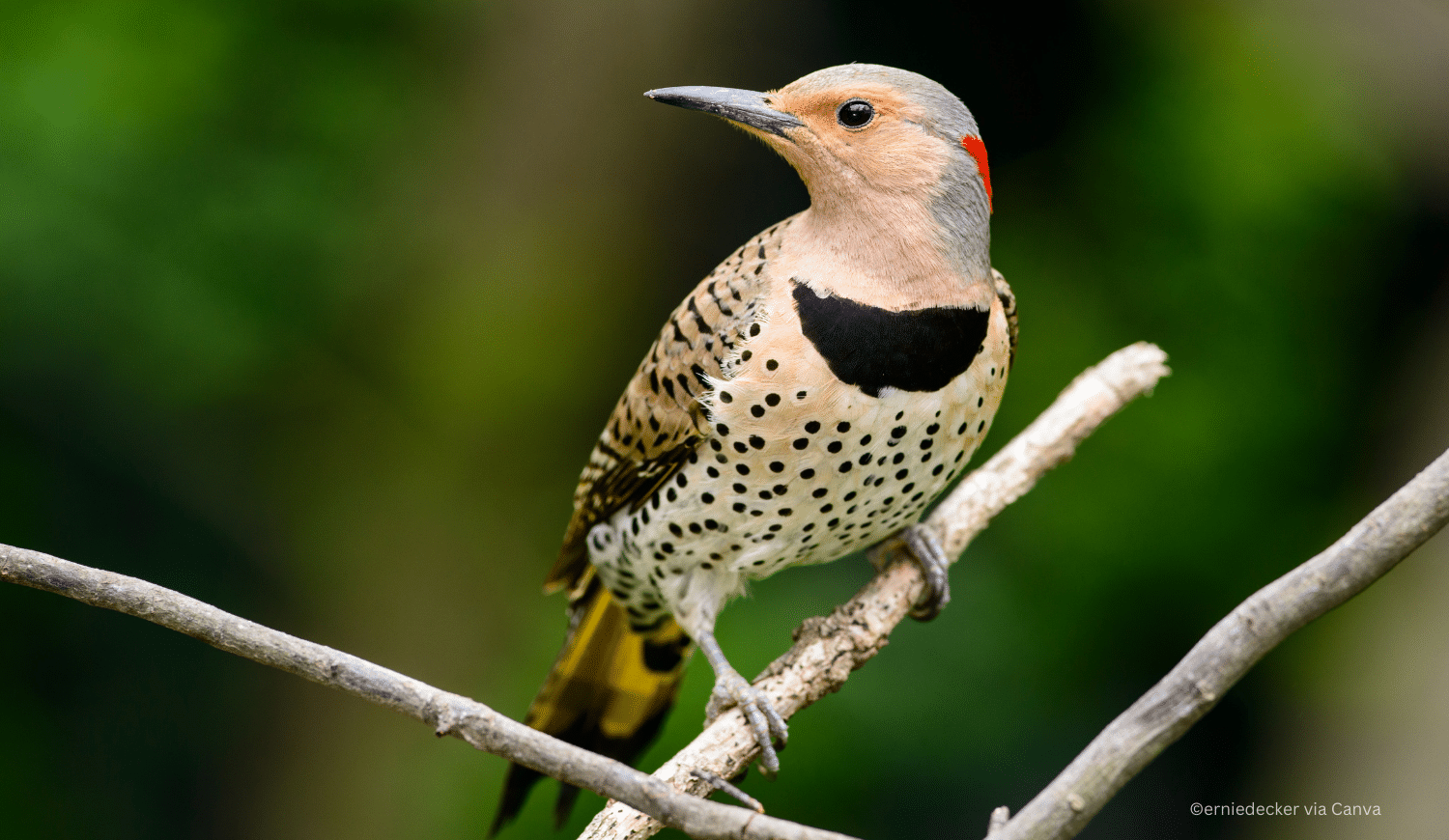 horizontal photo of a Northern Flicker Woodpecker perched on a twig