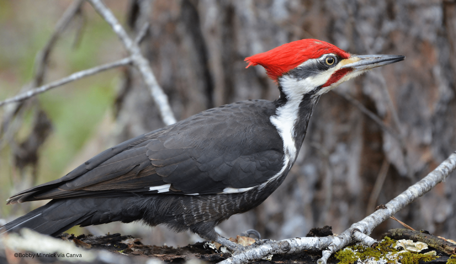 horizontal photo of a Pileated Woodpecker foraging on the forest floor