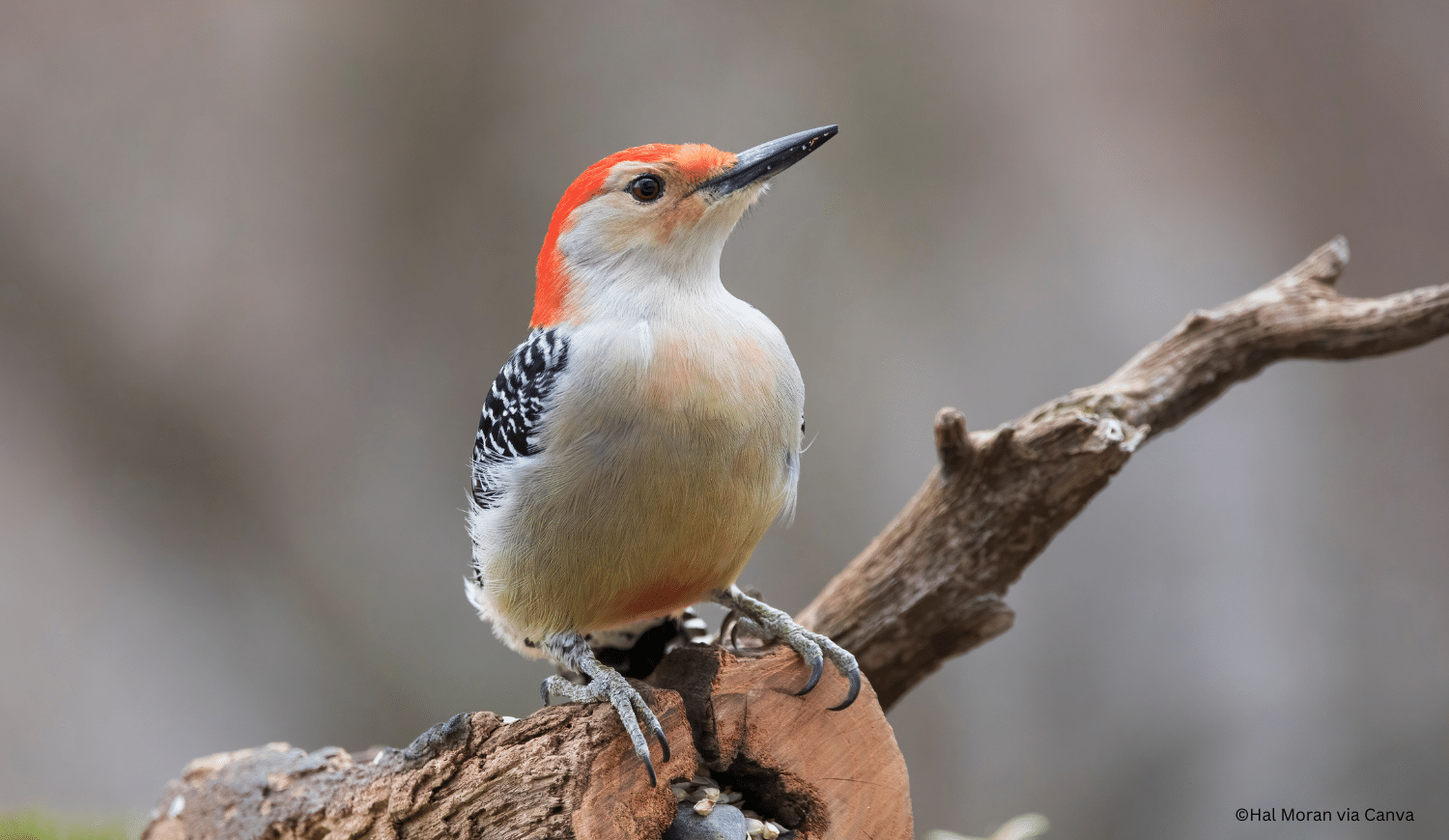 horizontal photo of a red-bellied woodpecker perched on a tree branch