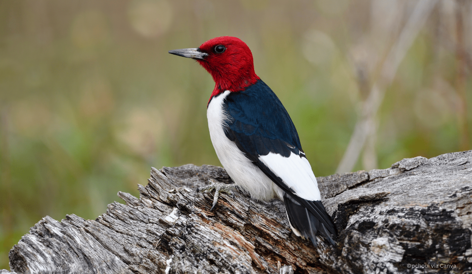 horizontal photo of the striking colors of the red headed woodpecker