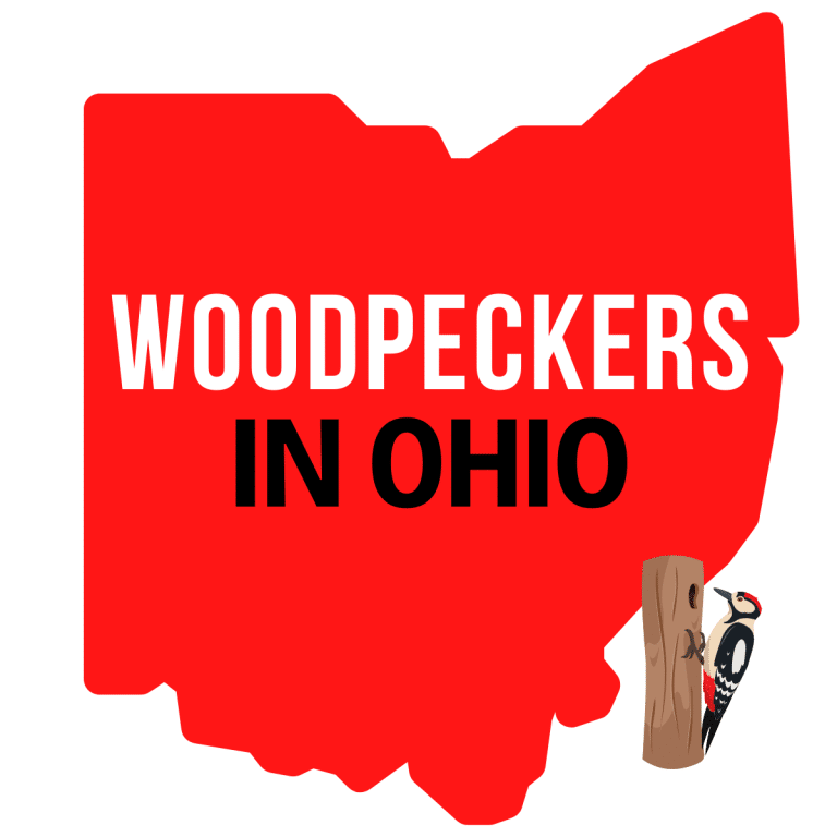 square image with a large red map of Ohio containing the text Woodpeckers in Ohio. There is a small clipart of a woodpecker on a tree trunk in the bottom right corner