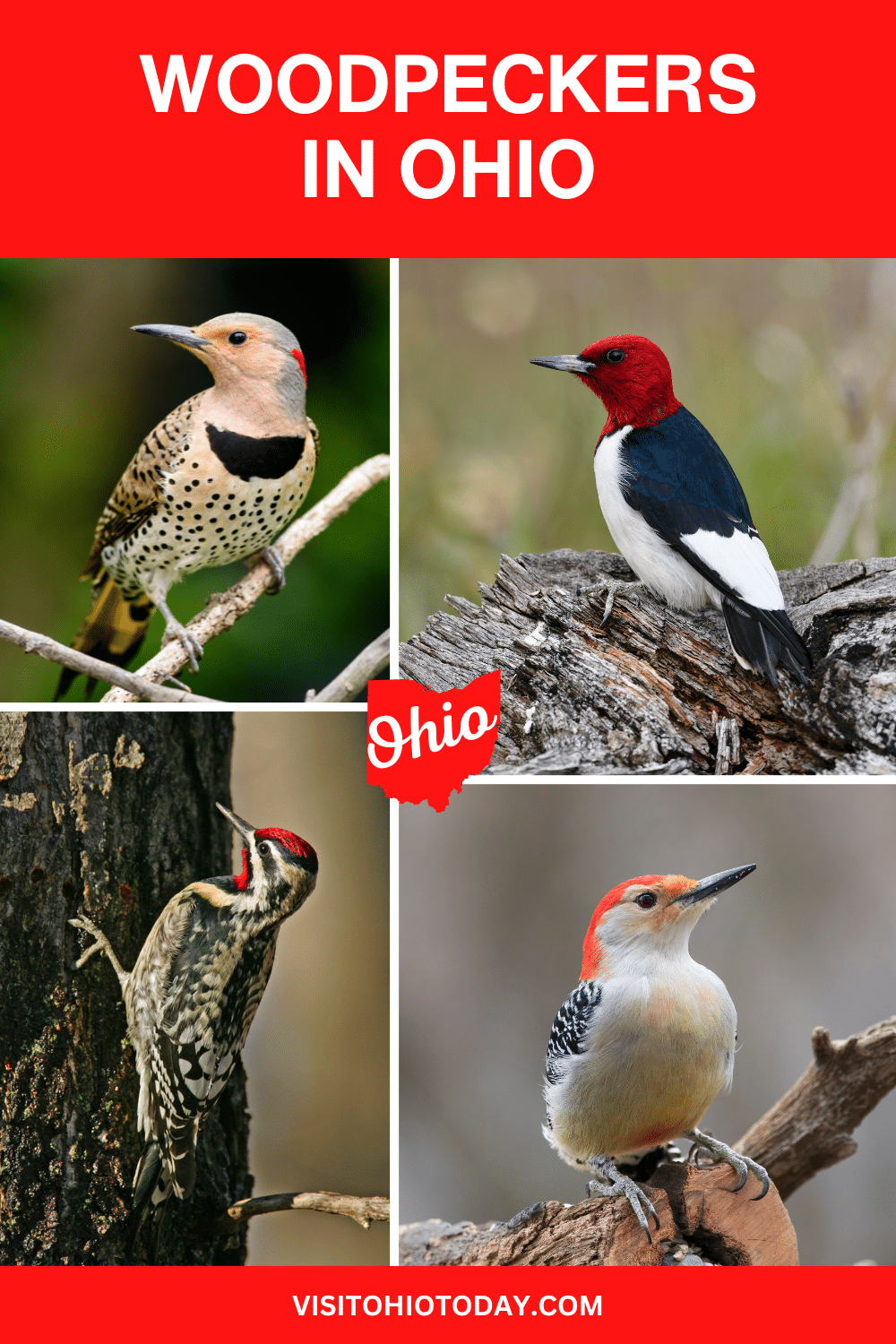 There are seven common species of woodpeckers in Ohio. You will likely spot woodpeckers in every part of the state, in parks, along trails, and even in the backyard on the birdfeeder!