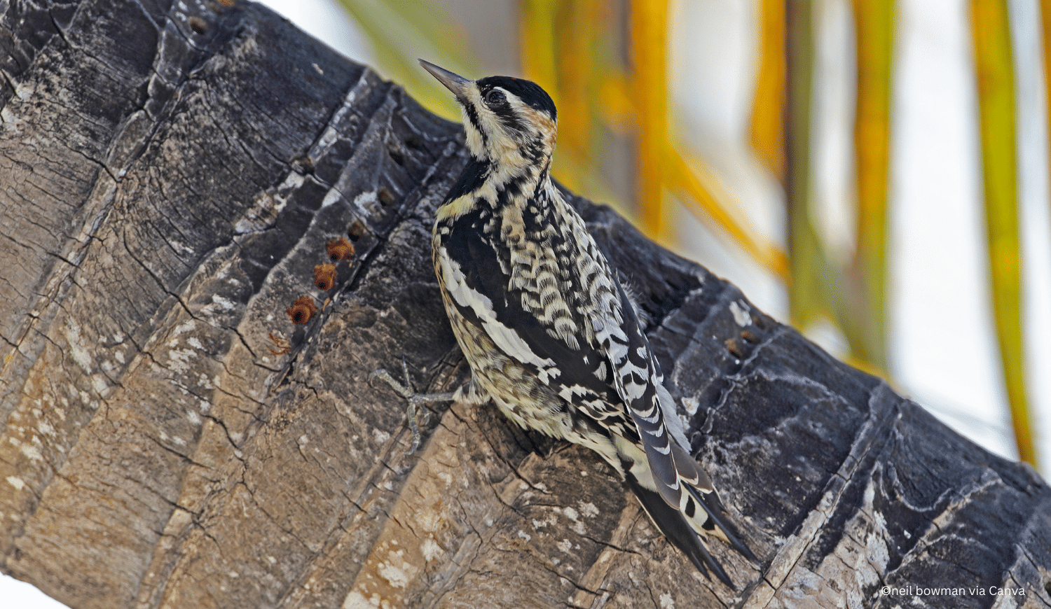 horizontal photo of a yellow bellied sapsucker on a tree branch
