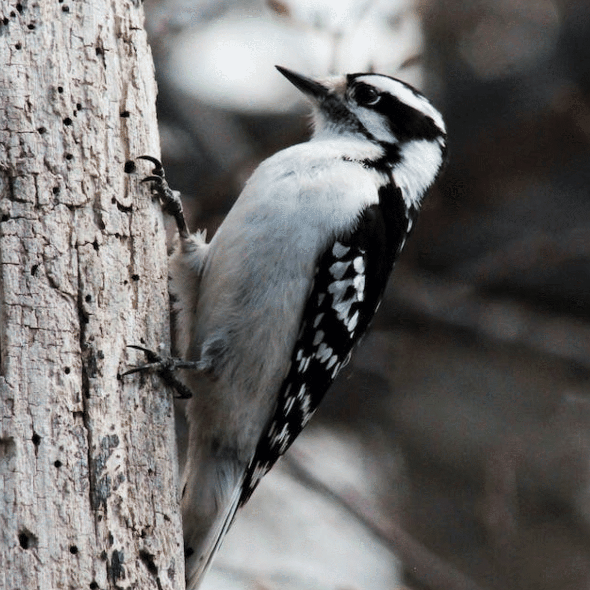 Woodpeckers In Ohio - Visit Ohio Today