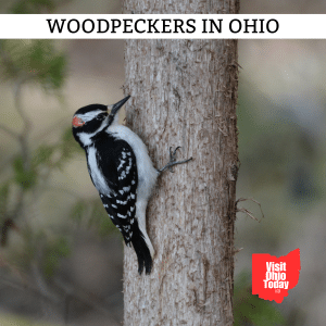 Woodpeckers In Ohio