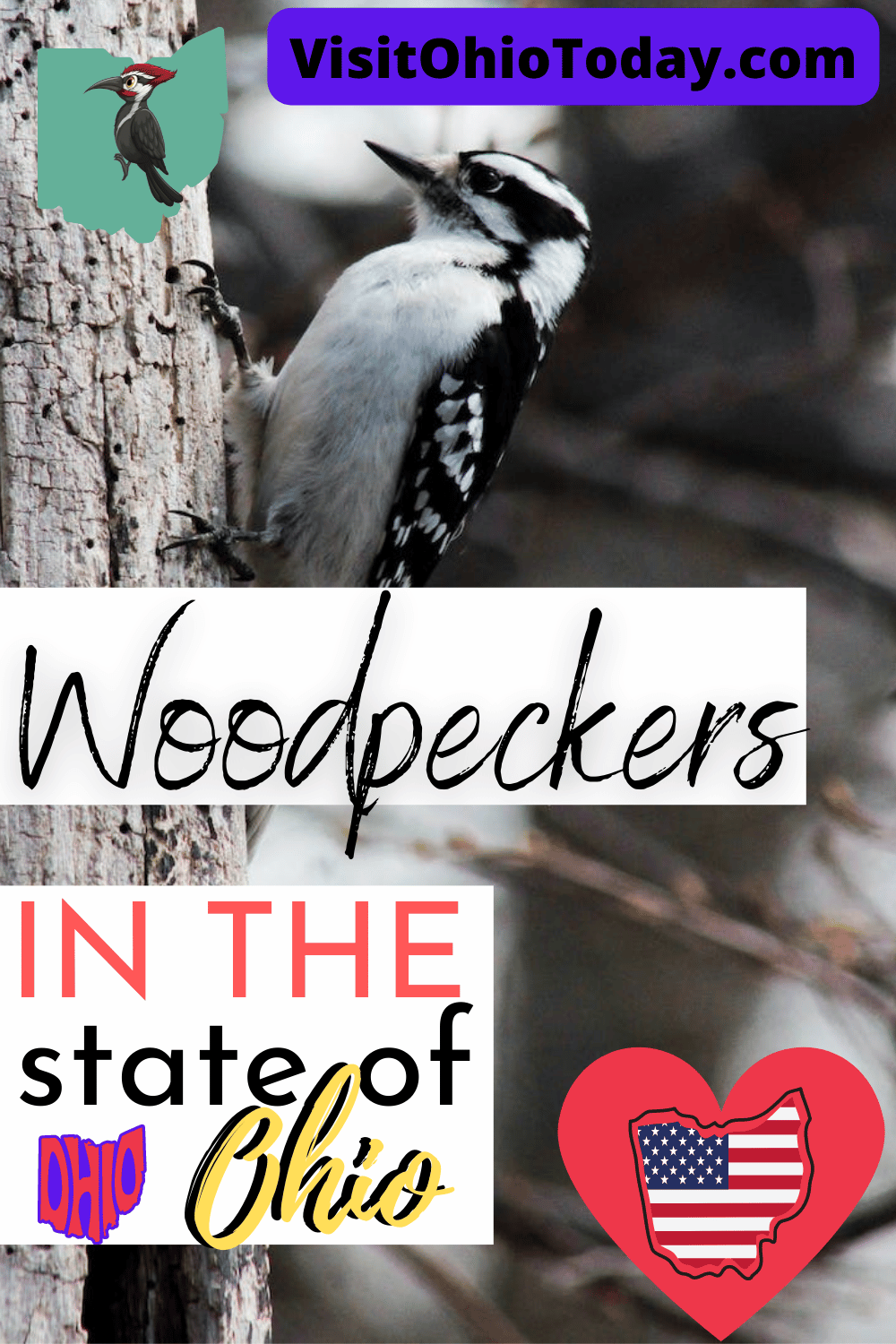 A black and white woodpecker sat on a tree. Text overlay says woodpeckers in the state of ohio