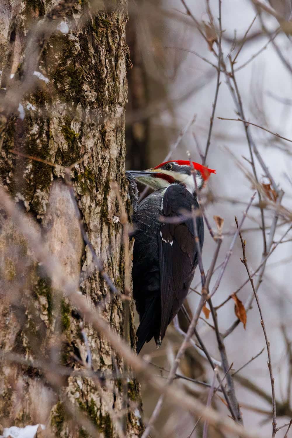 black & white woodpecker with red crest pecking on a tree