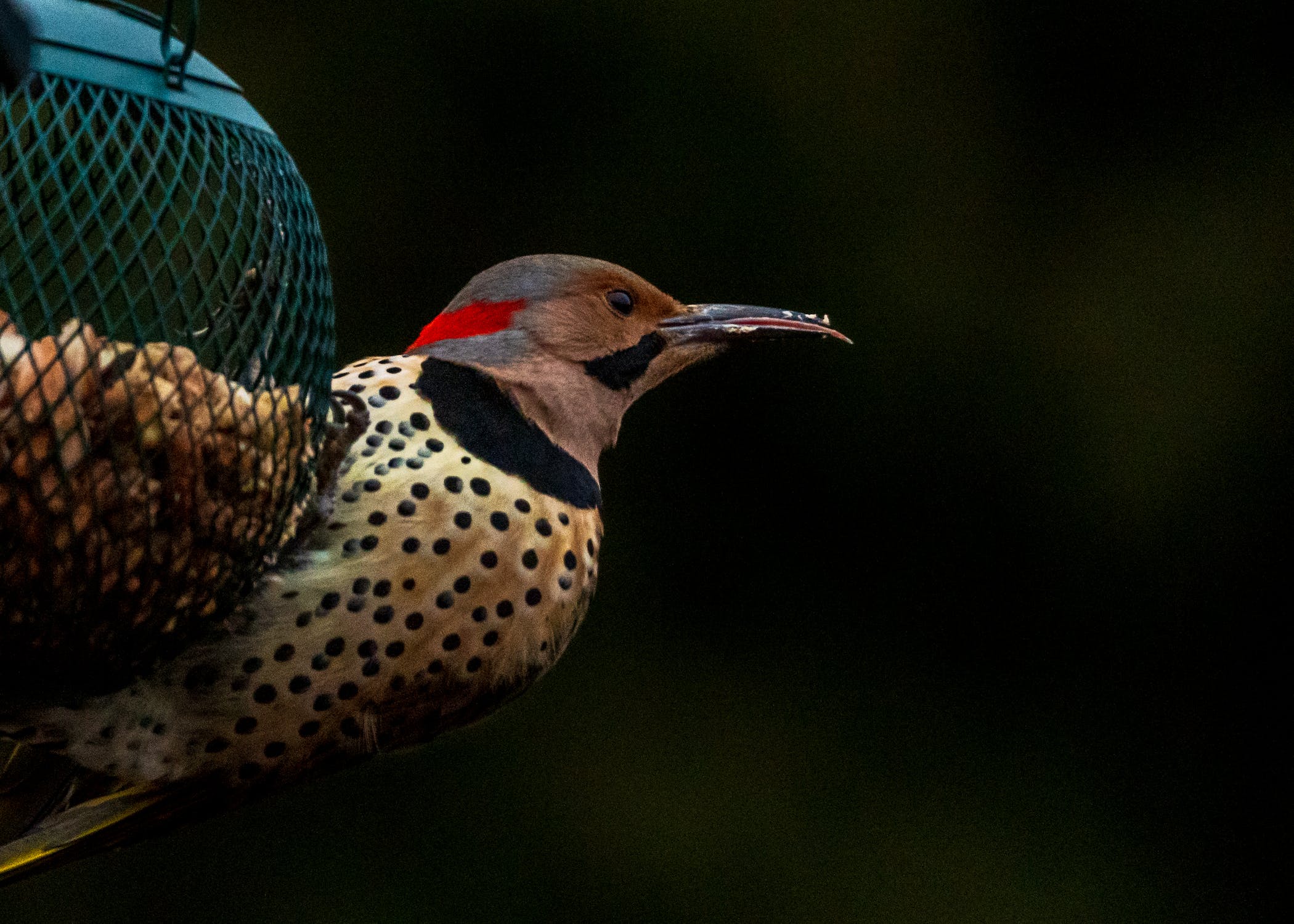 Black background with a woodpecker on a bird feeder