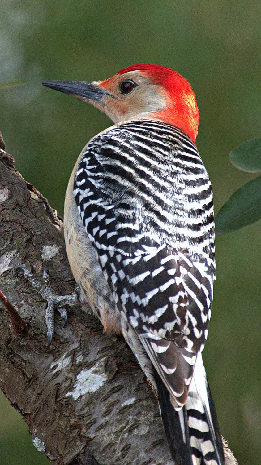 A woodpecker with red head and black & white body sat on a tree branch
