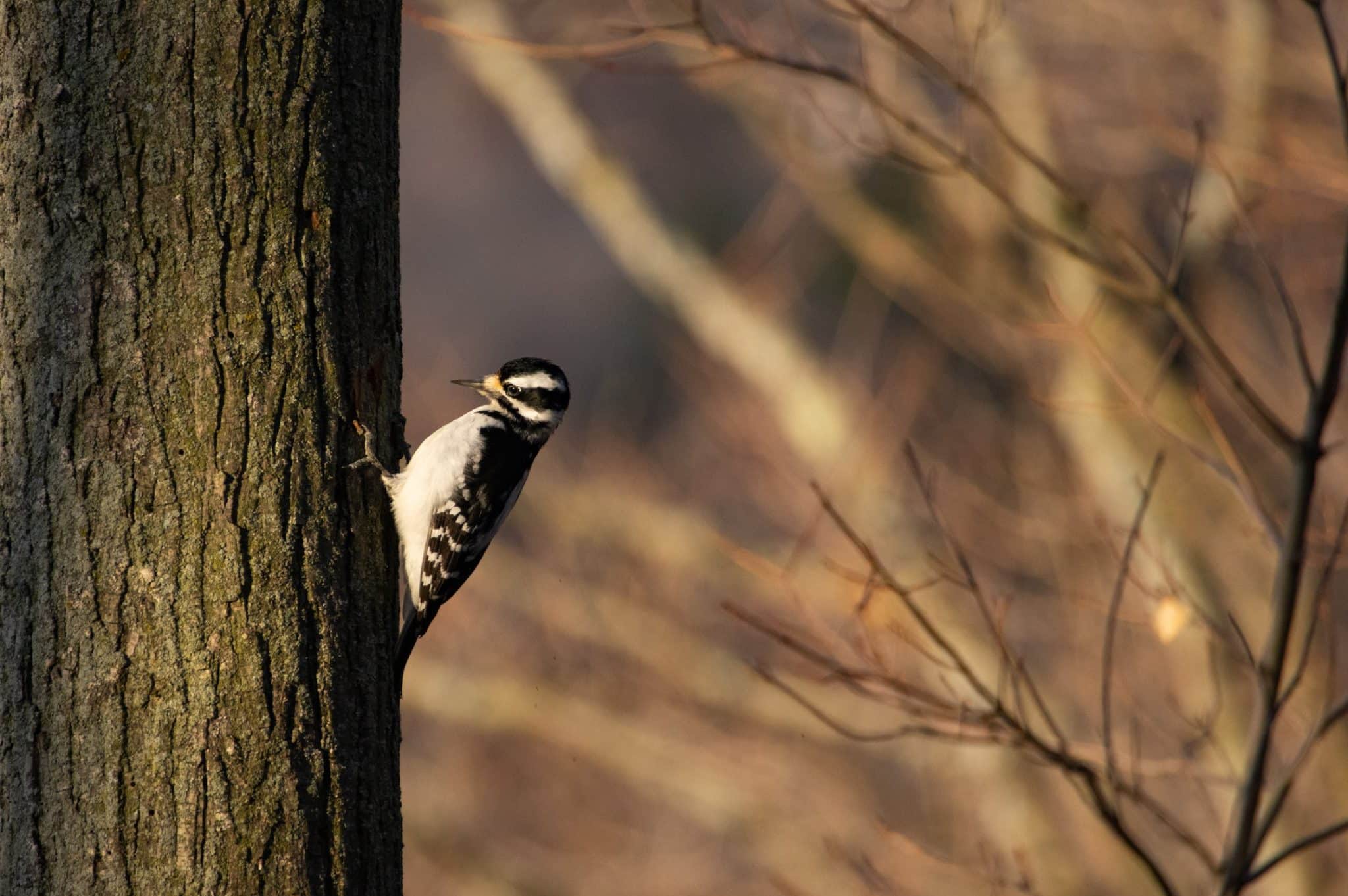 Woodpeckers In Ohio - Visit Ohio Today