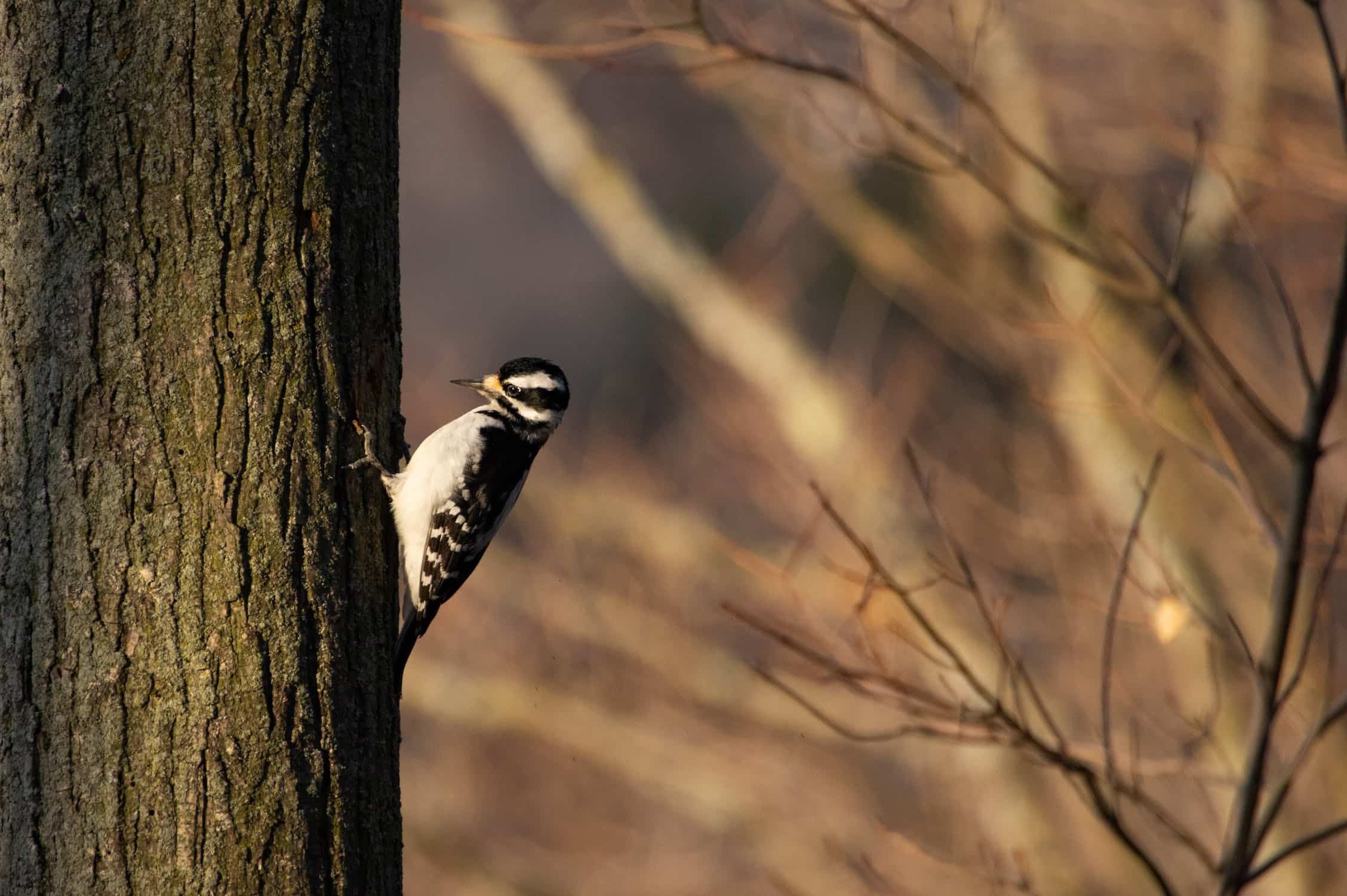 A black and white woodpecker on a tree