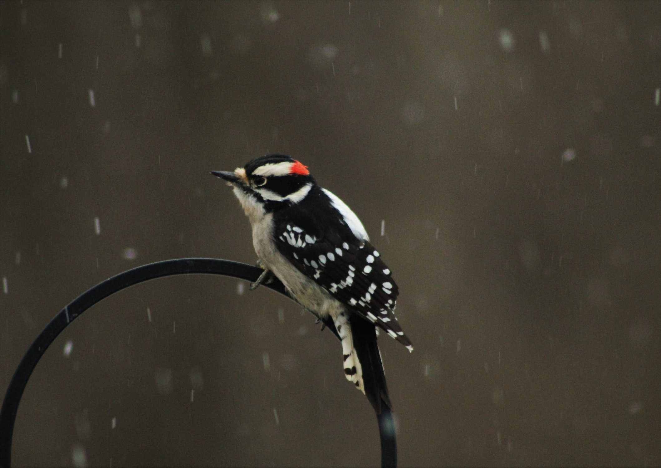 Photo of a tiny woodpecker with black & white wings and head. There is a bit of red on the head