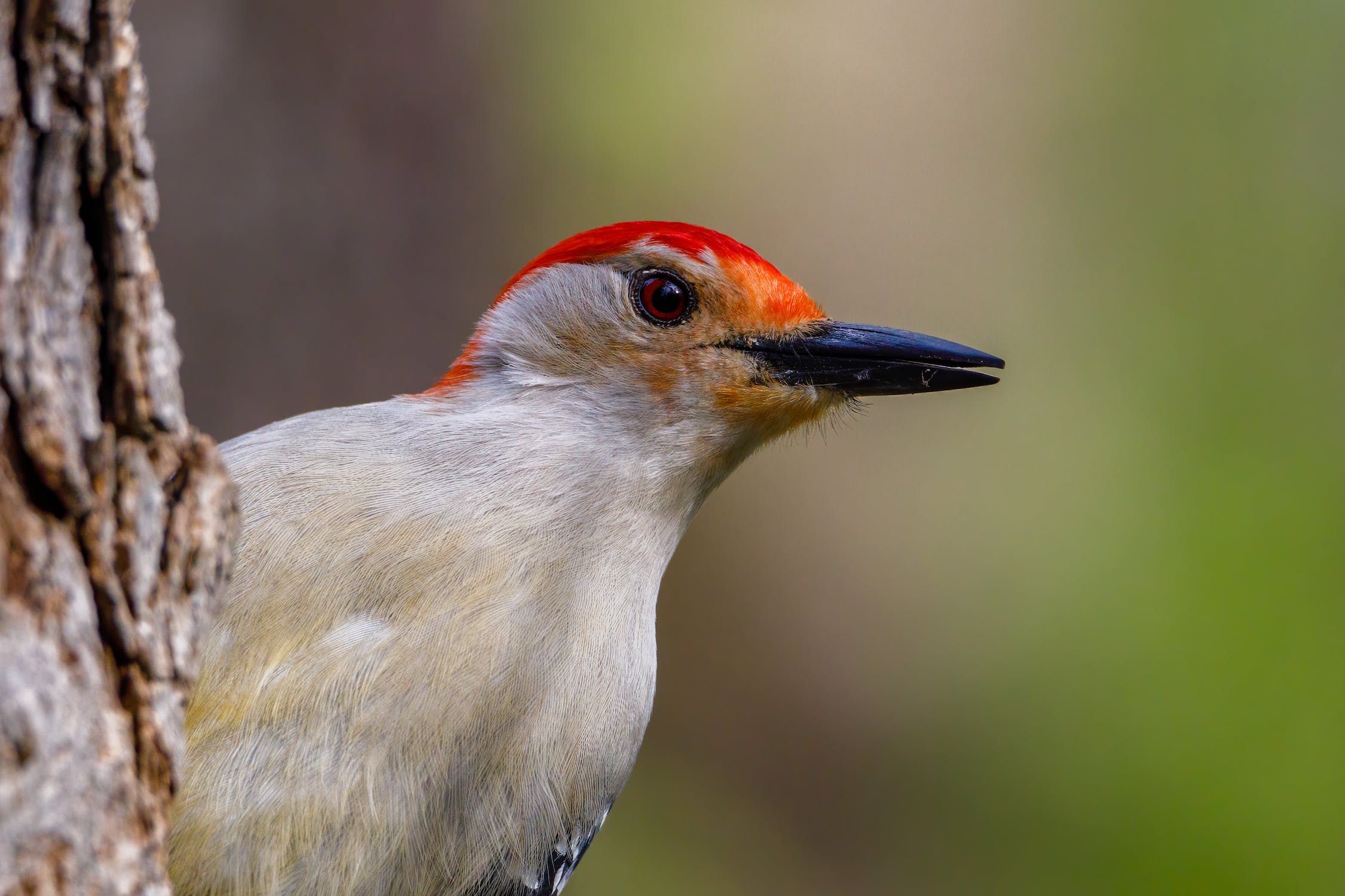 A red-bellied woodpecker on a tree