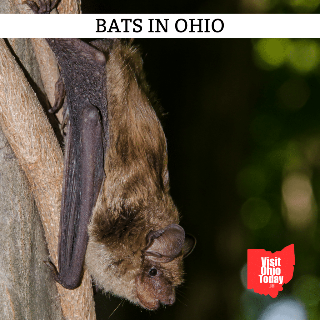 Bats In Ohio Visit Ohio Today