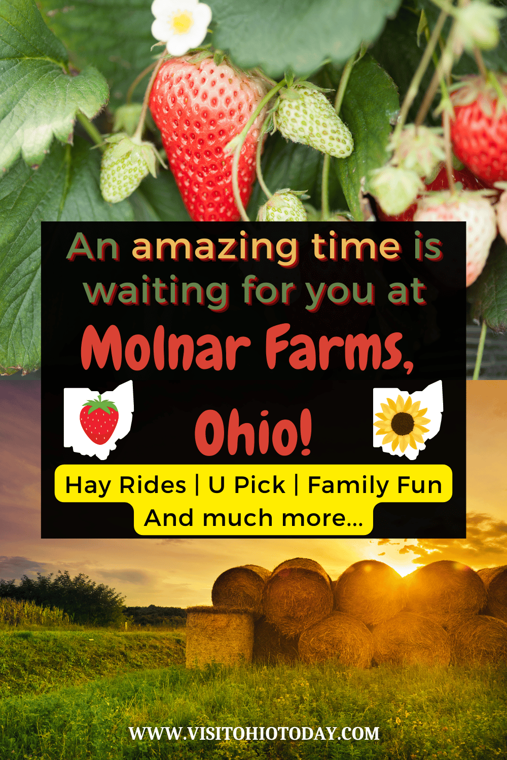 A vertical photo containing two images. At the top is strawberries growing on a vine and underneath is a pile of hay bales in a field. Text overlay says an amazing time is waiting for you at Molnar Farms Ohio