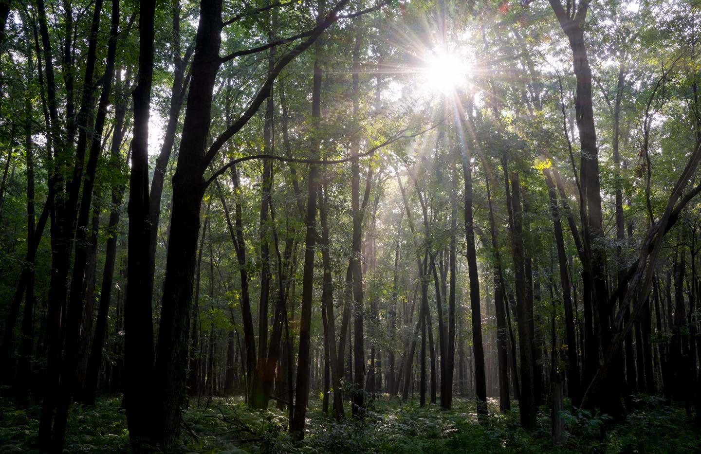 horizontal photo of a Toledo Metropark in the early morning, with the sun shining through the trees