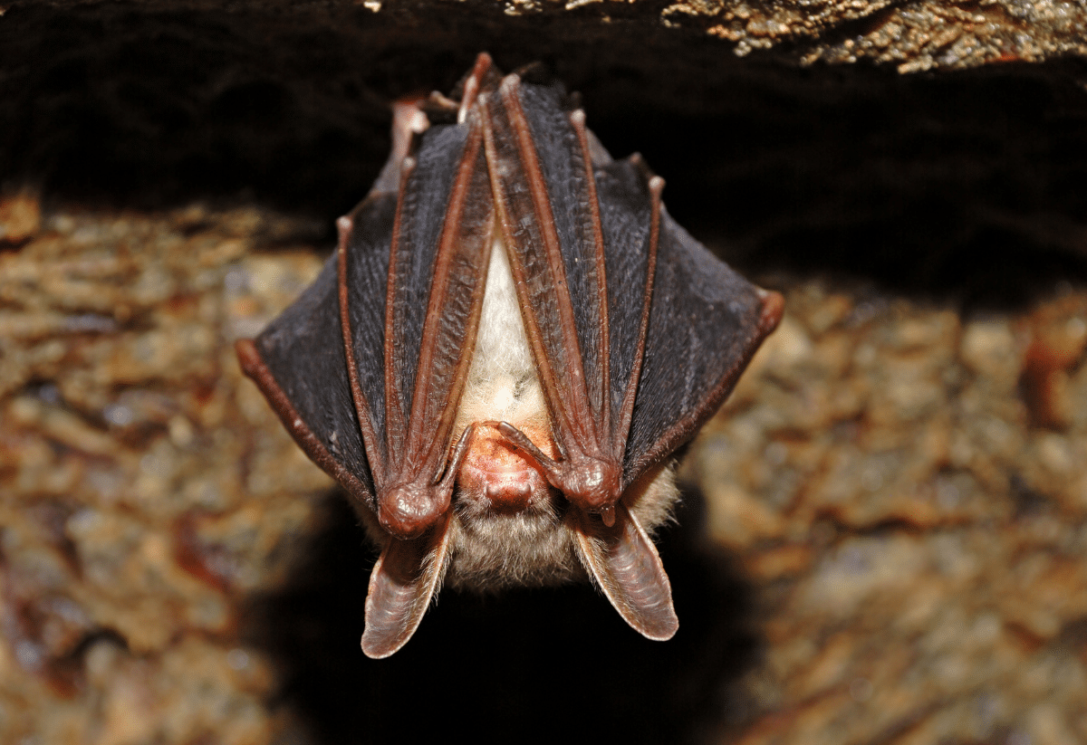 horizontal image with a photo of a sleeping bat with it's wings covering all of it's body except it's large ears.