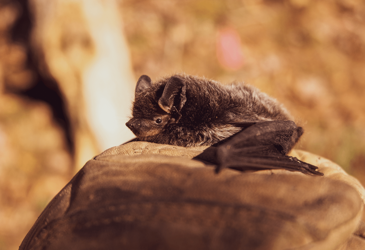 horizontal photo of a bat resting on a rock