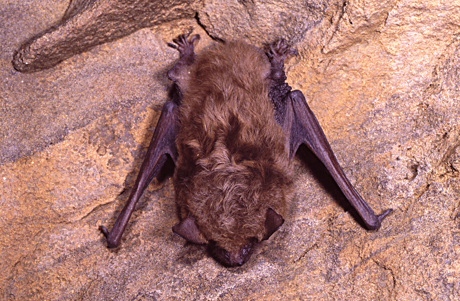 vertical photo of big brown bat hanging on a cave wall