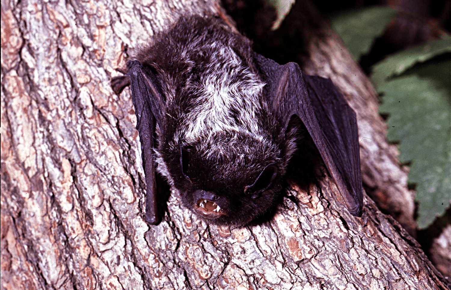 horizontal photo of a silver haired bat on a tree