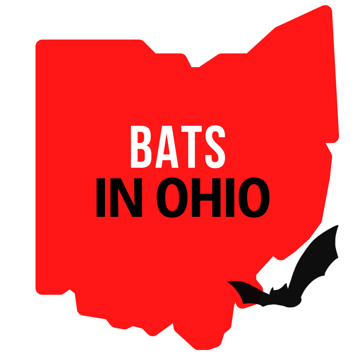 Bats In Ohio - Visit Ohio Today