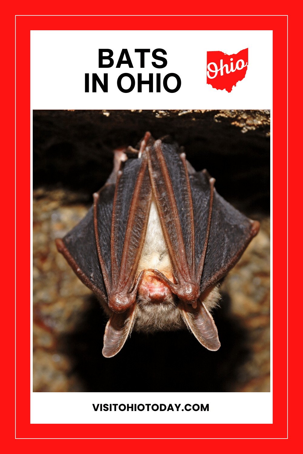 There are 14 species of Bats in Ohio. Find out about these 14 species, their identifying characteristics, habitats, and more.