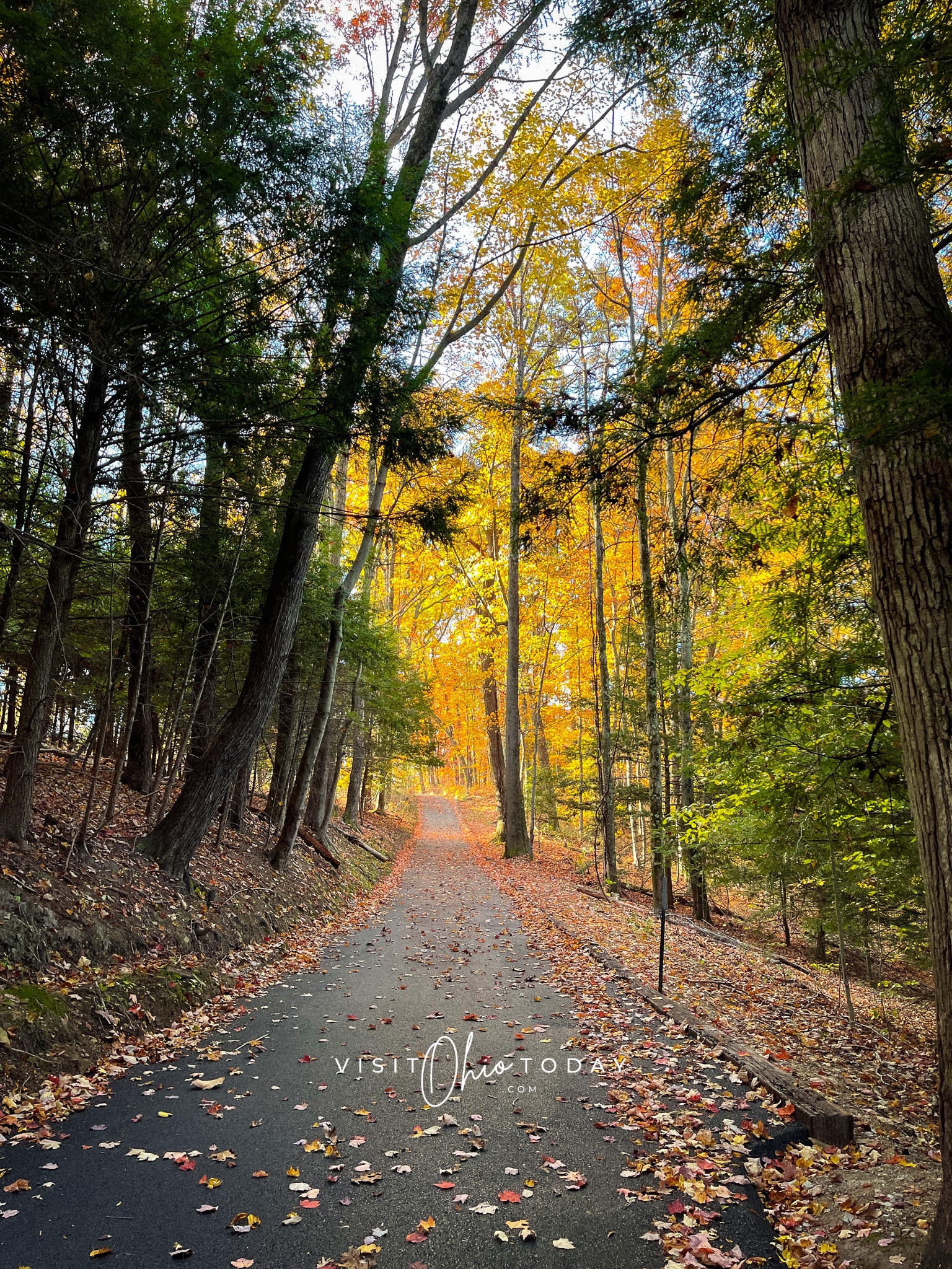 paved road with leaves on it and leading into a forest with glowing trees, fall season