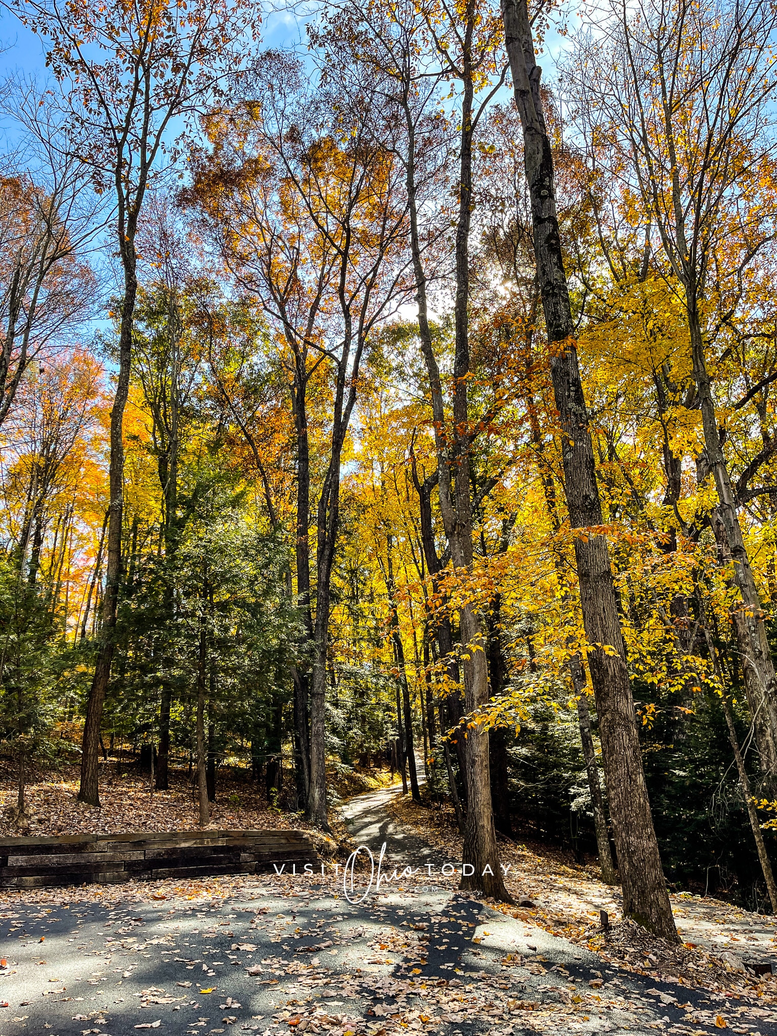 forest with paved road Leaves are yellow and orange Photo credit: Cindy Gordon of VisitOhioToday.com