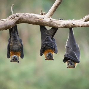 Three black bats hanging upside down from a tree branch