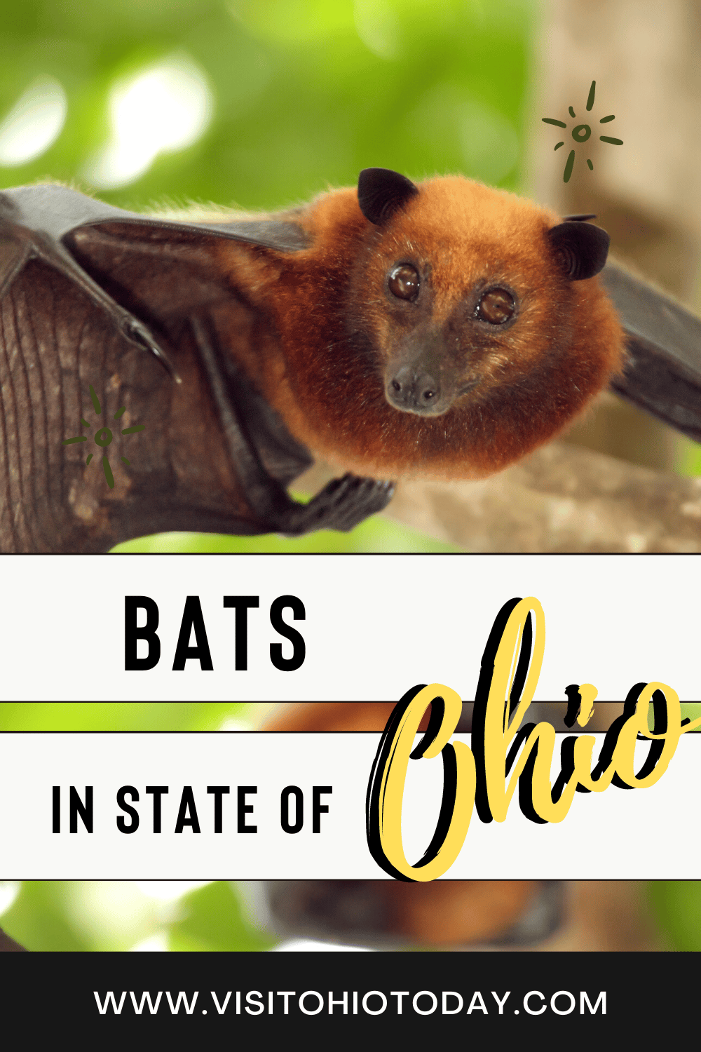 A photo of a red-colored bat looking straight ahead. Text overlay says bats in state of ohio