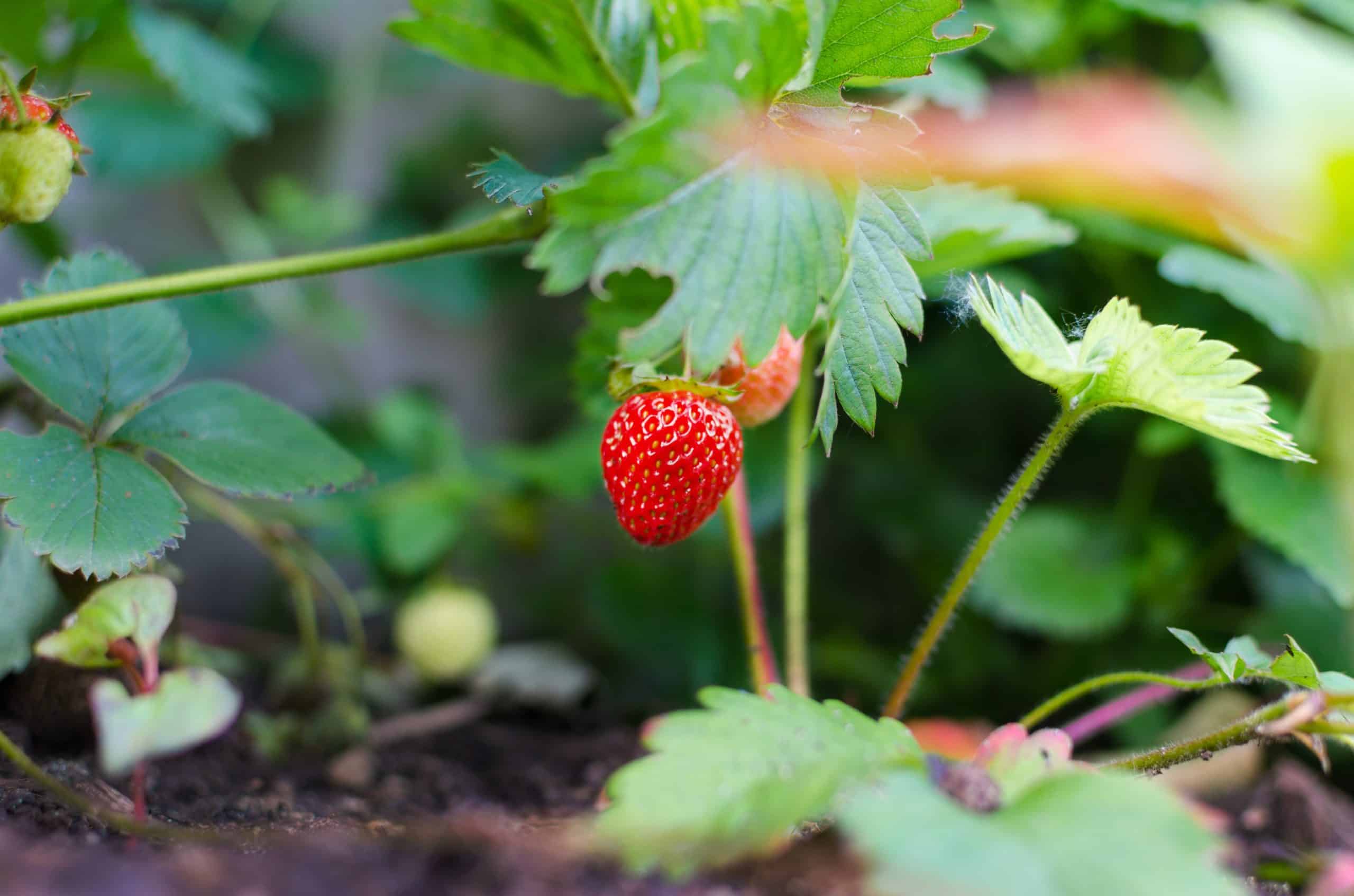 Strawberries growing in a field