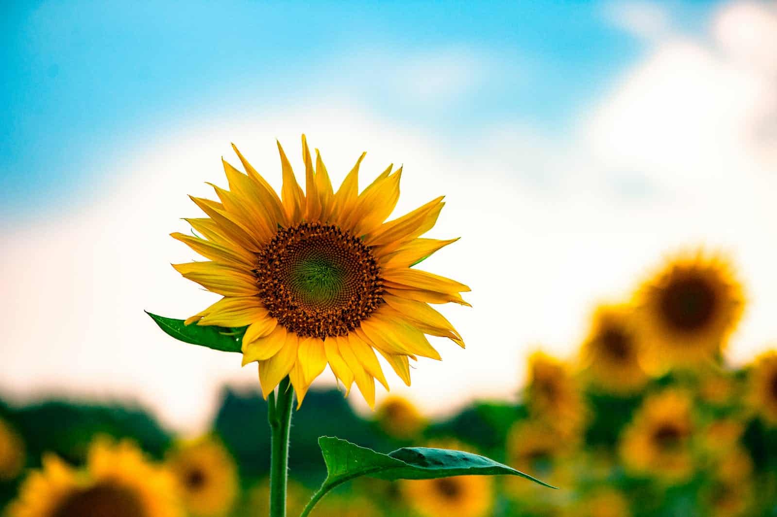 Bright yellow sunflowers in a field under a blue sky with white clouds