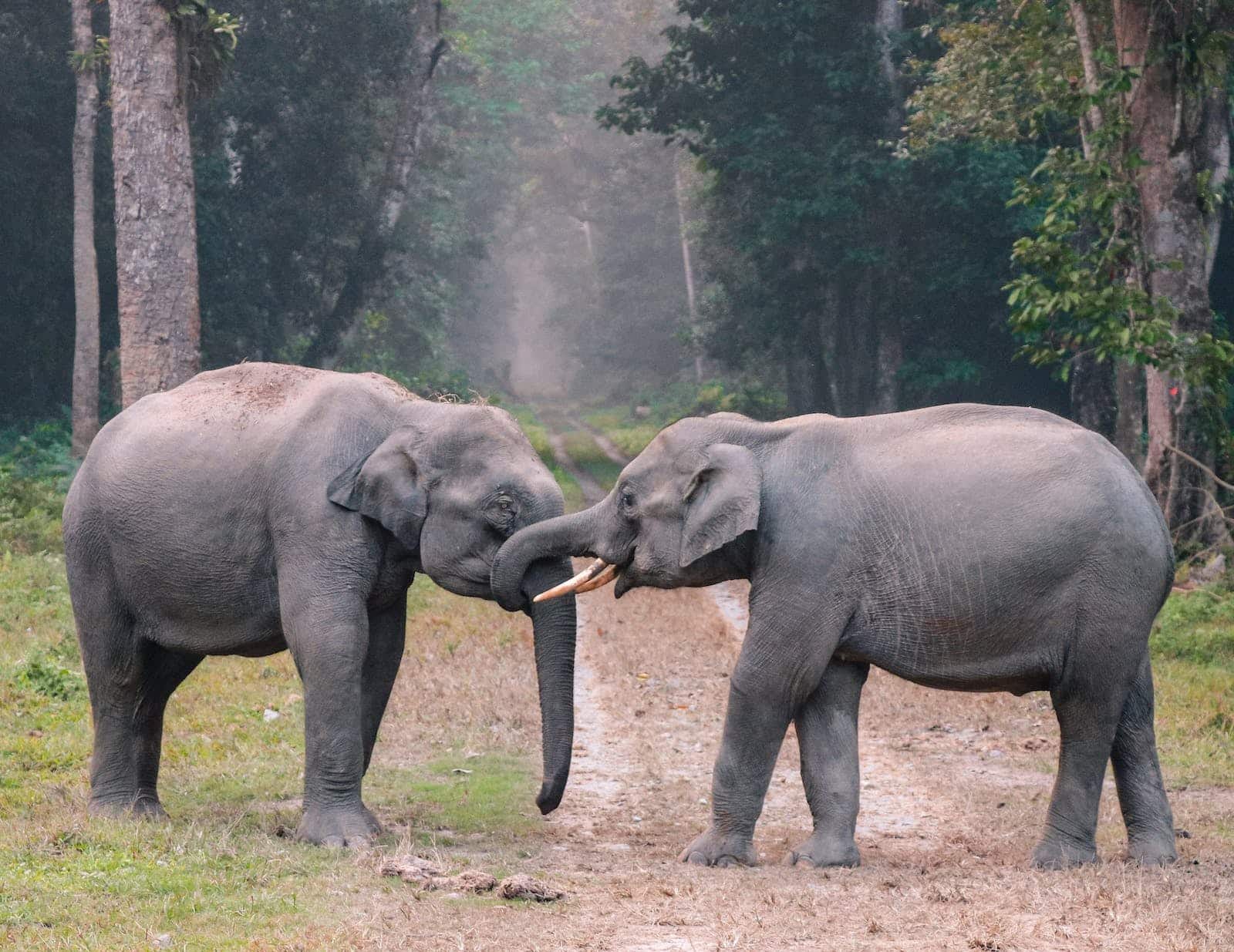 Two large elephants