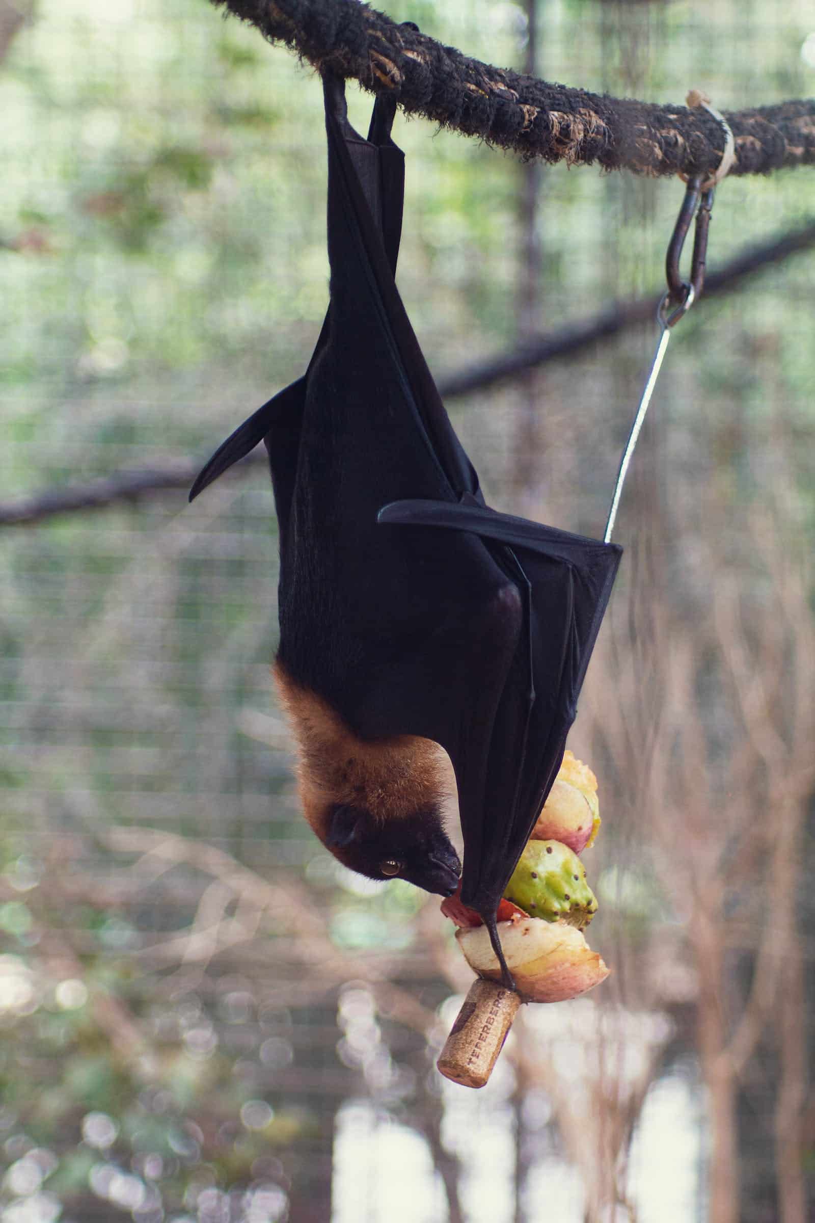 Bat hanging upside down eating fruit