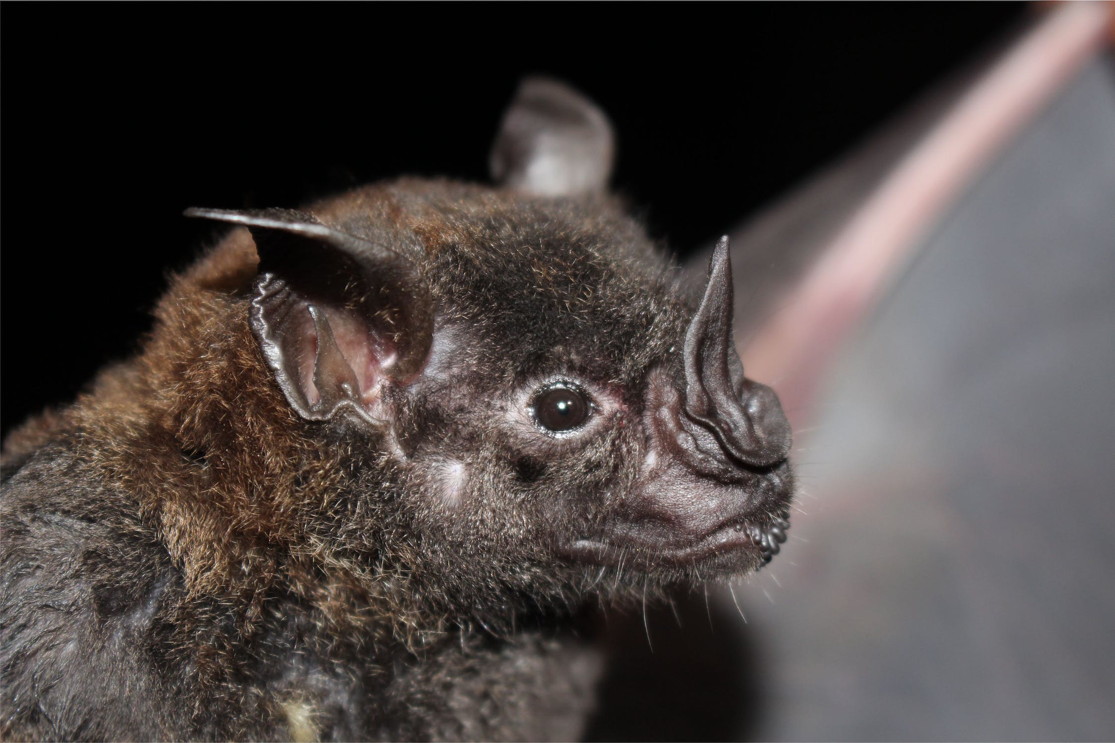 A bat with a pointed nose