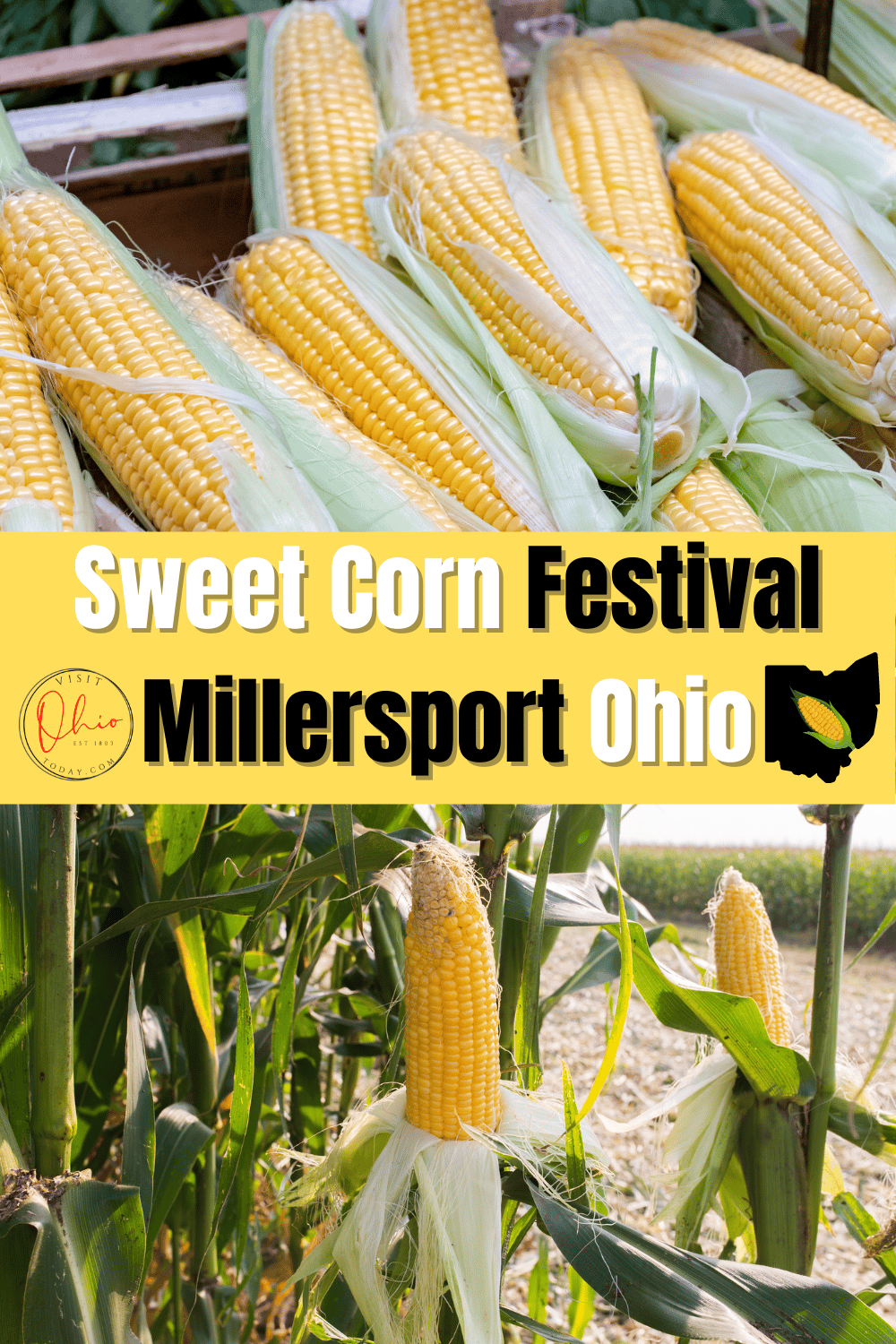 Close up photo of yellow ears of corn. Text overlay says sweet corn festival millersport ohio
